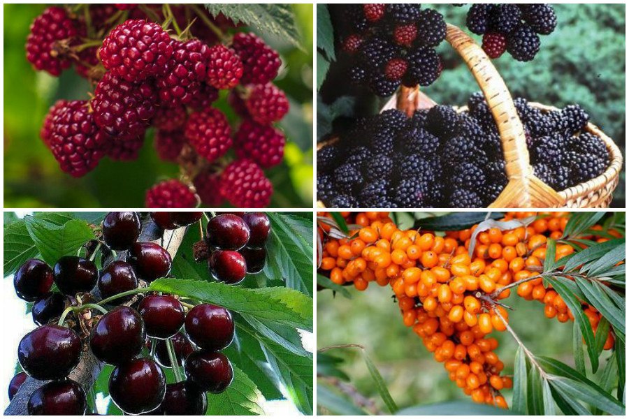 Краткая характеристика плодово-ягодных деревьев и кустарников для засухоустойчивого сада - таблица