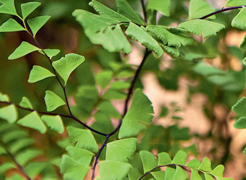 Адиантум стоповидный Адиантум стоповидный