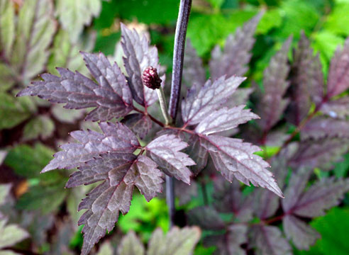 Клопогон кистистый Клопогон