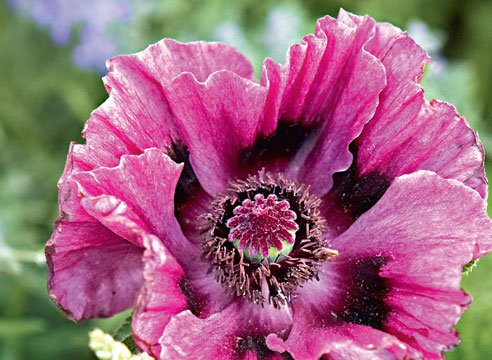 Мак восточный Мак восточный