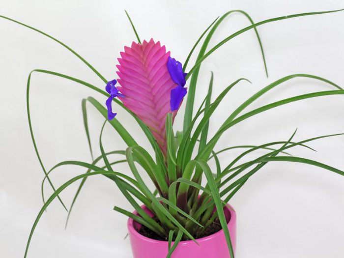 Тилландсия синяя (Tillandsia cyanea)