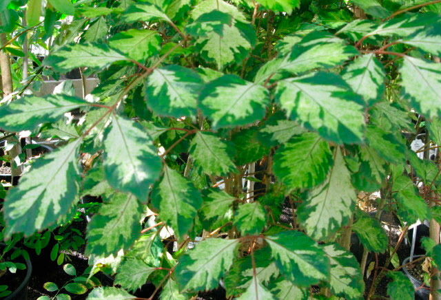 Полисциас метельчатый (Polyscias paniculata)