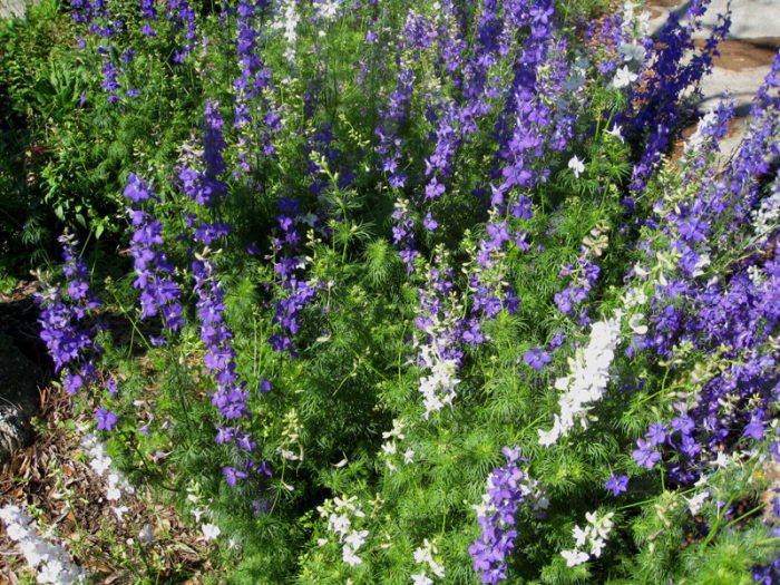 Дельфиниум полевой (Delphinium Consolida)