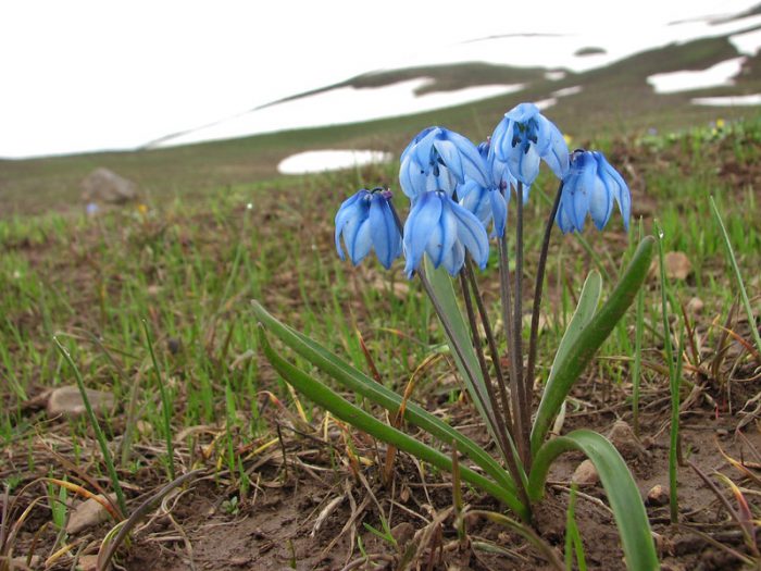 Армянский (Scilla sibirica subsp. armena) 