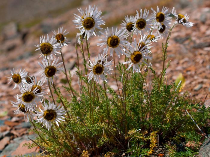 Пиретрум красивый (Pyrethrum pulchrum = Tanacetum pulchrum)