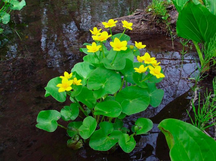 Калужница болотная (Сaltha palustris)