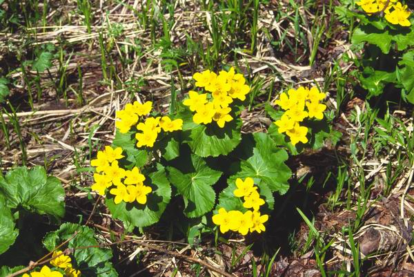 Калужница дудчатая (Сaltha fistulosa) 