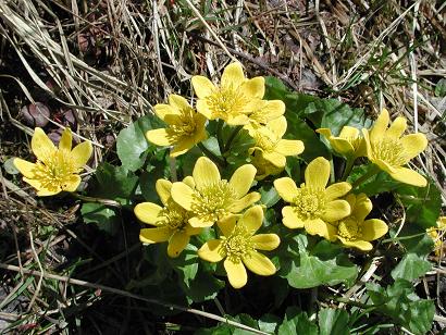 Калужница многолепестковая (Сaltha polypetala = Caltha orthorhyncha) 