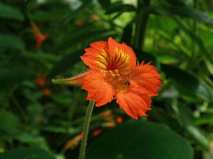 Tropaeolum peltophorum