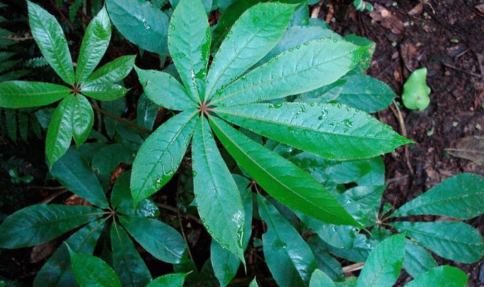 Шеффлера пальчатая (Schefflera Digitata) 