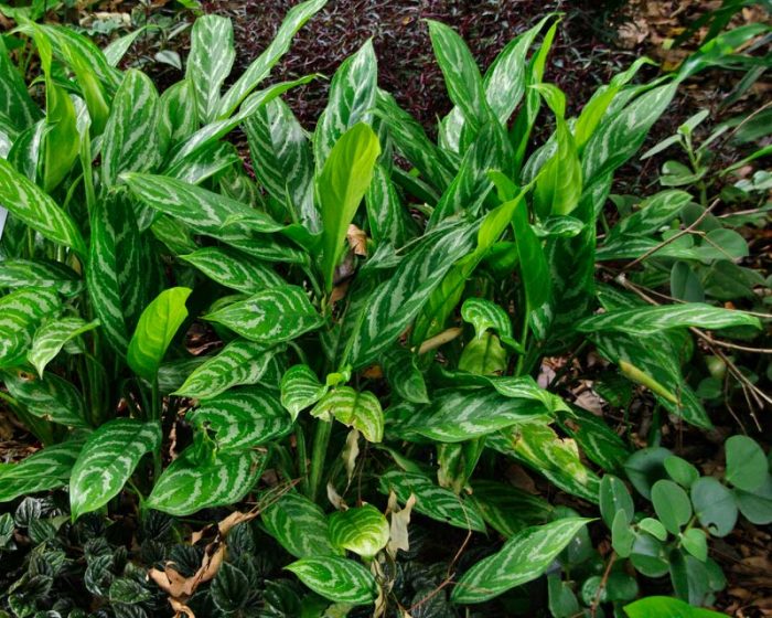 Аглаонема блестящая (Aglaonema nitidum)