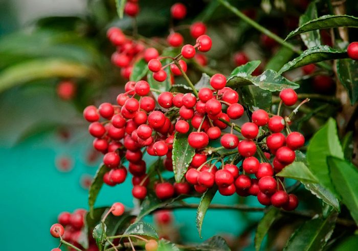 Ардизия городчатая (Ardisia crenata)