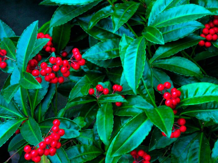 Ардизия курчавая (Ardisia crispa)