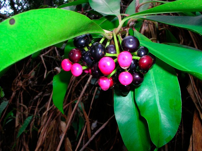 Ардизия эллиптическая (Ardisia elliptica)