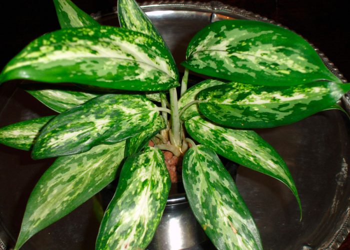 Аглаонема скромная (Aglaonema modestum), либо аглаонема умеренная