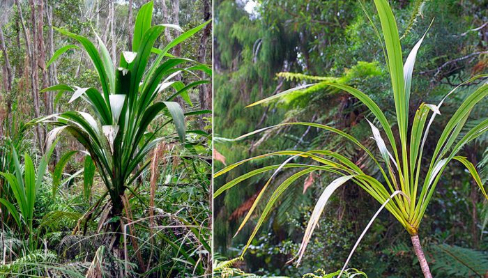 Кордилина Бенкса (Cordyline banksii)