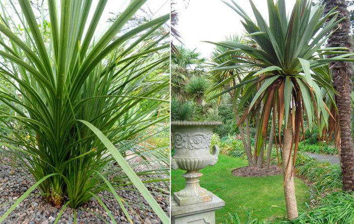 Кордилина неразделенная (Cordyline indivisa) 