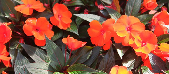 Бальзамин Хокера (Impatiens Hawkeri) 