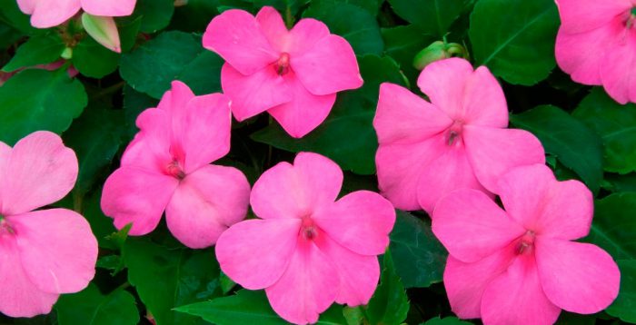 Бальзамин Валлера либо Уоллера (Impatiens walleriana) 