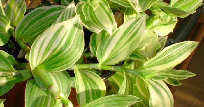 Традесканция белоцветковая (Tradescantia albiflora)