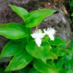 Традесканция приречная (Tradescantia fluminensis)