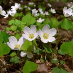 Oxalis acetosella