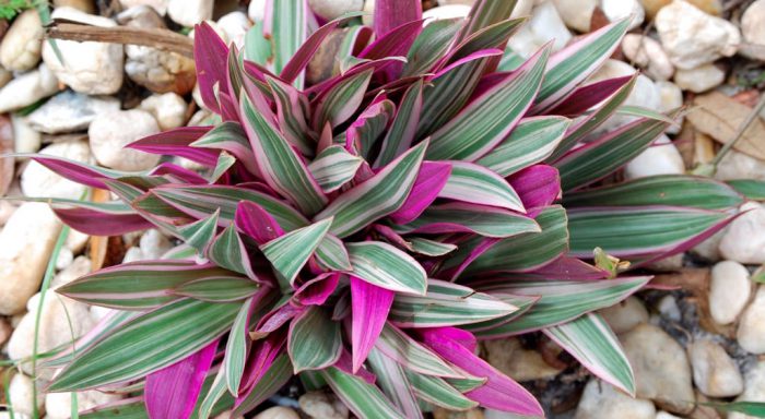 Традесканция покрывальчатая (Tradescantia spathacea)