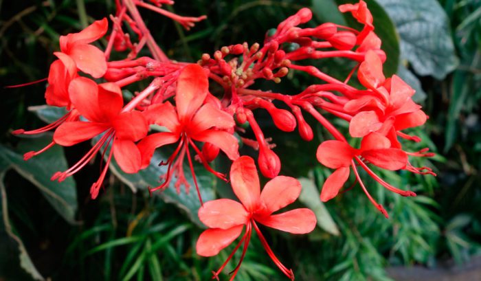 Клеродендрум прекраснейший (Clerodendrum speciosissimum) 