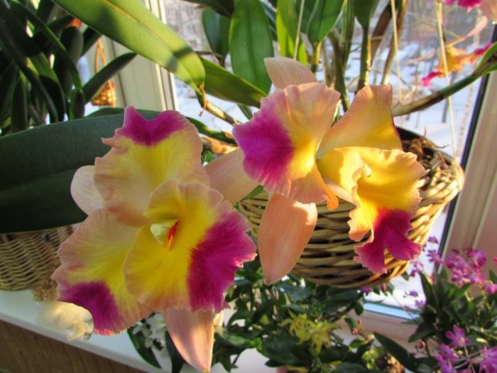 Cattleya