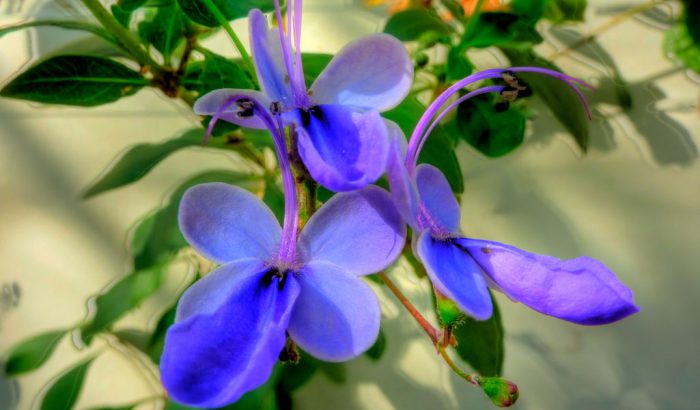 Клеродендрум угандийский (Clerodendrum ugandense)