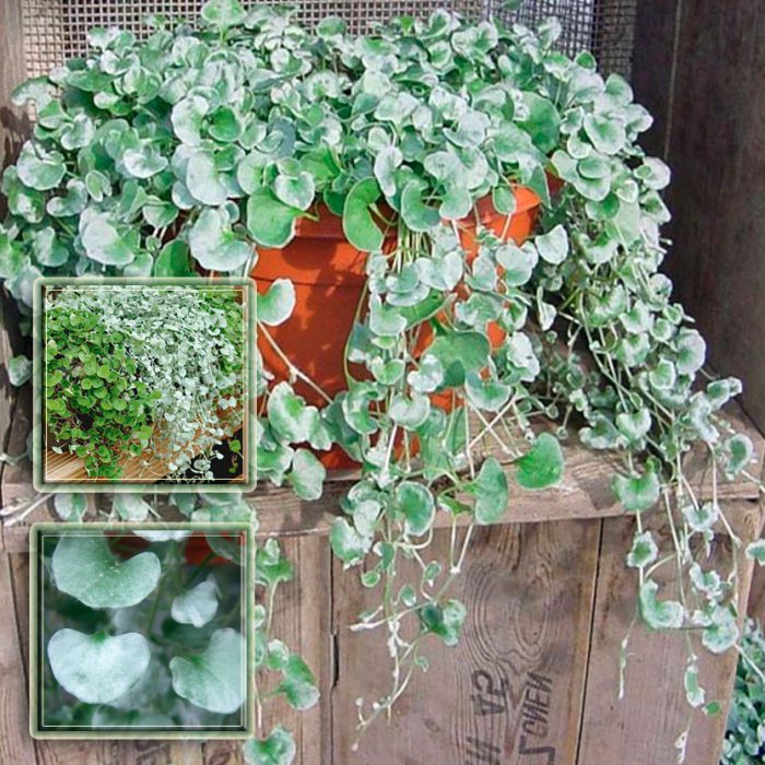 Dichondra