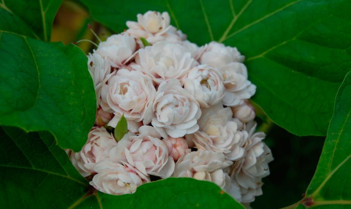 Клеродендрум филиппинский (Clerodendrum philippinum)