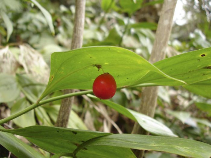 Иглица Колхидская (Ruscus colchicus)