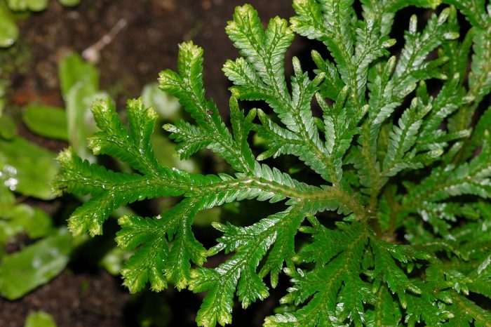 Селагинелла Мартенса (Selaginella martensii)