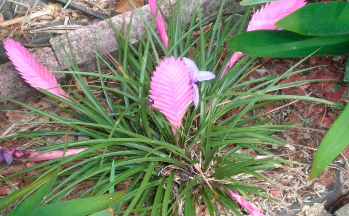 Тилландсия Линдена (Tillandsia lindenii)