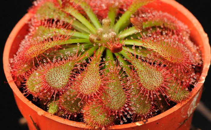 Шпательная росянка (Drosera spatulata) 