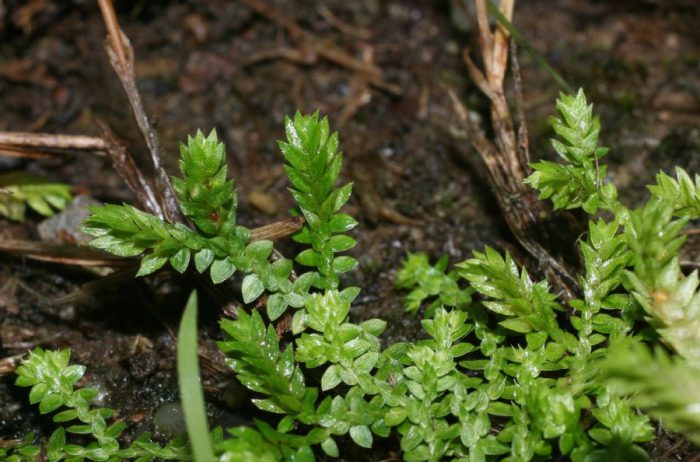 Селагинелла безножковая (Selaginella apoda)