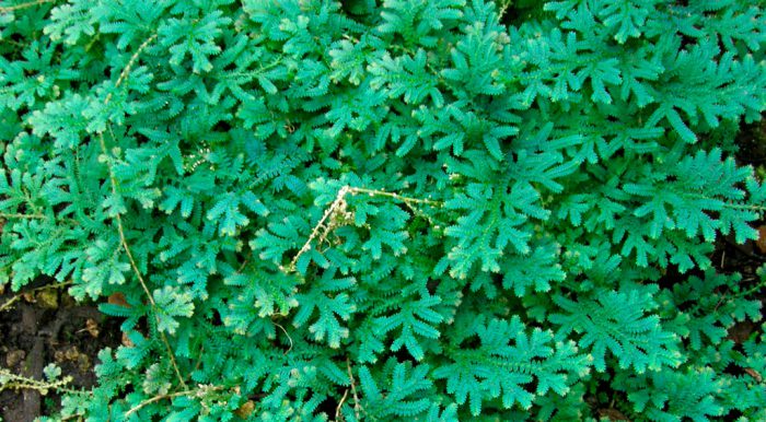 Селагинелла крючковатая (Selaginella uncinata)