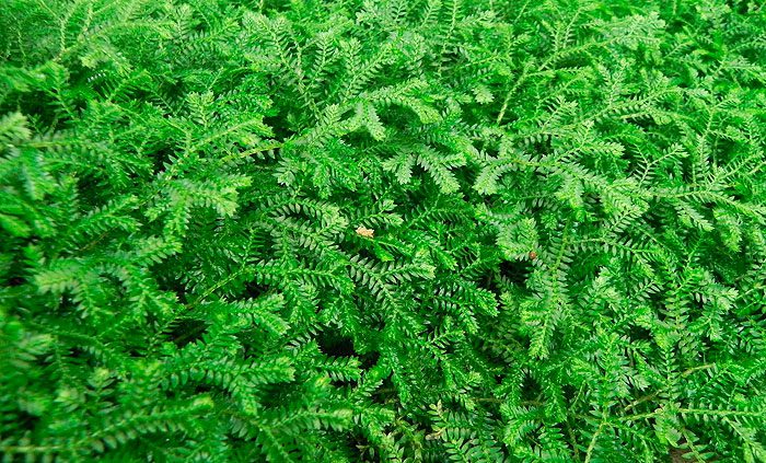 Селагинелла Крауса (Selaginella kraussiana)