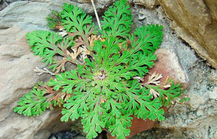 Селагинелла чешуелистная (Selaginella lepidophylla)