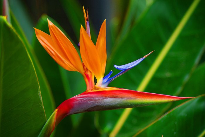 Strelitzia