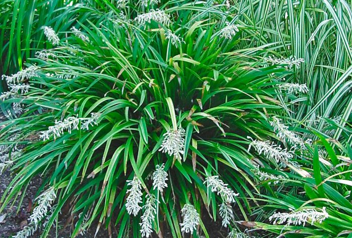 Офиопогон ябуран (Ophiopogon jaburan)