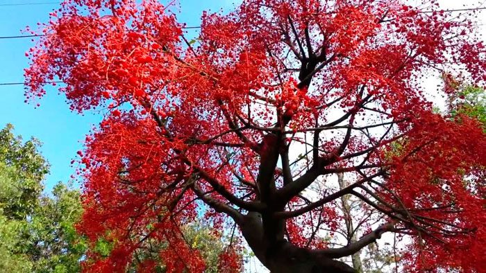 Брахихитон кленолистный (Brachychiton acerifolium)