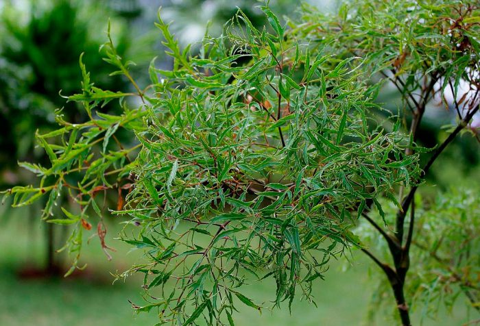 Полисциас кустарниковый (Polyscias fruticosa)