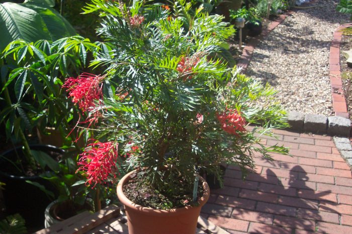 Гревиллея Бенкса (Grevillea banksii)