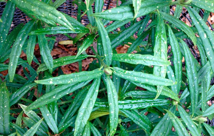 Аукуба гималайская (Aucuba himalaica)