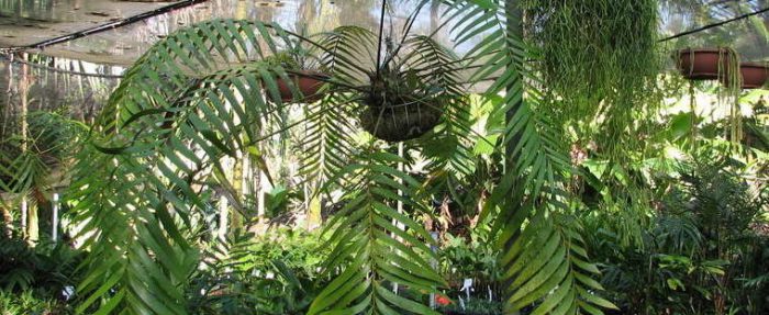 Замия ложнопаразитическая (Zamia pseudoparasitica)