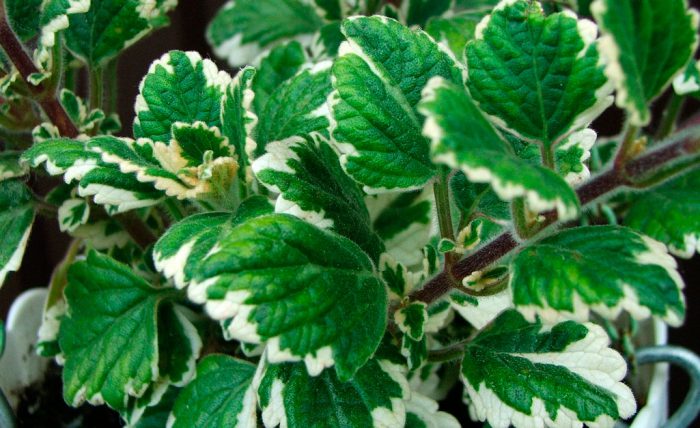 Плектрантус колеусовидный (Plectranthus coleoides)