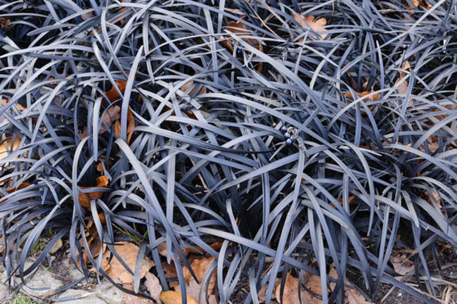 Офиопогон плоскострелый (Ophiopogon planiscapus)