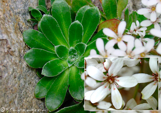 Камнеломка котиледон (Saxifraga cotyledon)